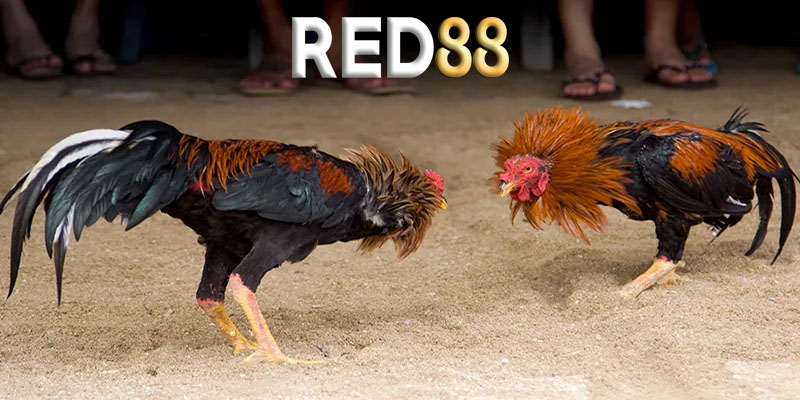 Lợi ích khi tham gia đá gà tại Red88